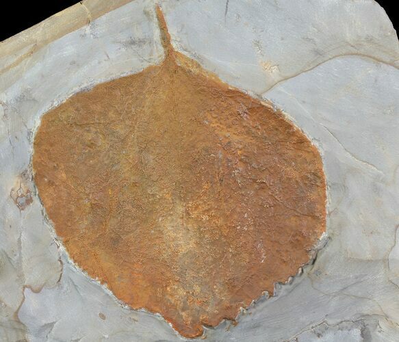 Detailed Fossil Leaf (Zizyphoides) - Montana #68304